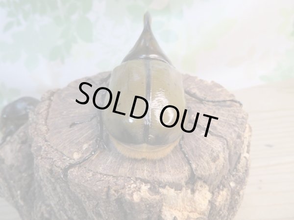 画像3: 新成虫☆F2☆モロンシロカブト♂90ミリ♀62ミリペア販売!! (3)