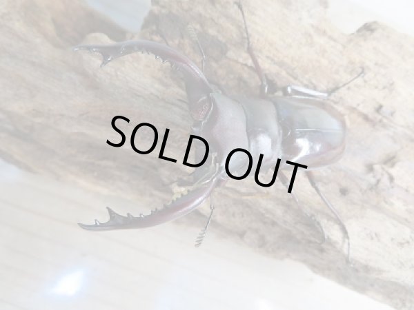 画像2: 新成虫☆F2☆フォルスターフタマタクワガタ(原名亜種)♂68ミリ♀40ミリペア販売!! (2)