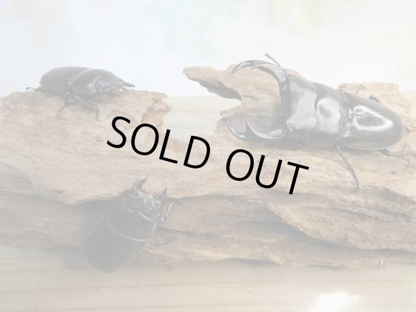 画像6: 新成虫☆F3☆クルビデンスオオクワガタ(ブータンクルビ)♂71ミリ♀45ミリ+♀45ミリトリオ販売!! (6)