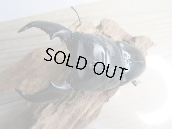 画像2: 新成虫☆F3☆アチェ産☆スマトラオオヒラタクワガタ♂95ミリ♀47ミリペア販売!! (2)