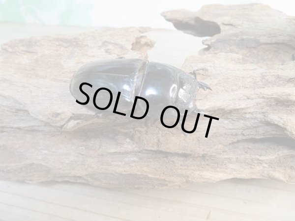 画像4: 新成虫☆F3☆アチェ産☆スマトラオオヒラタクワガタ♂95ミリ♀47ミリペア販売!! (4)