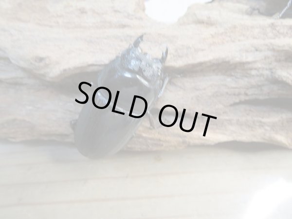 画像5: 新成虫☆F3☆クルビデンスオオクワガタ(ブータンクルビ)♂71ミリ♀45ミリ+♀45ミリトリオ販売!! (5)