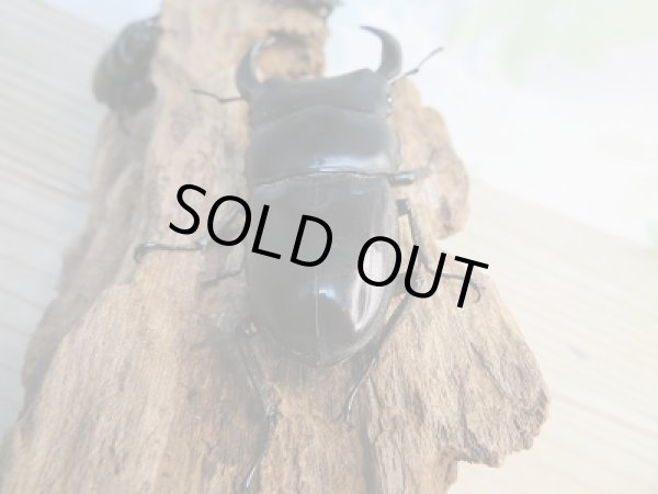 画像3: 新成虫☆F3☆クルビデンスオオクワガタ(ブータンクルビ)♂71ミリ♀45ミリ+♀45ミリトリオ販売!! (3)