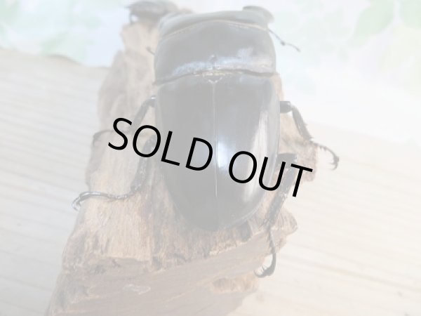 画像3: 新成虫☆F3☆アチェ産☆スマトラオオヒラタクワガタ♂95ミリ♀47ミリペア販売!! (3)