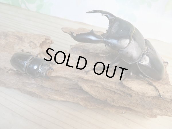 画像5: 新成虫☆F3☆アチェ産☆スマトラオオヒラタクワガタ♂95ミリ♀47ミリペア販売!! (5)