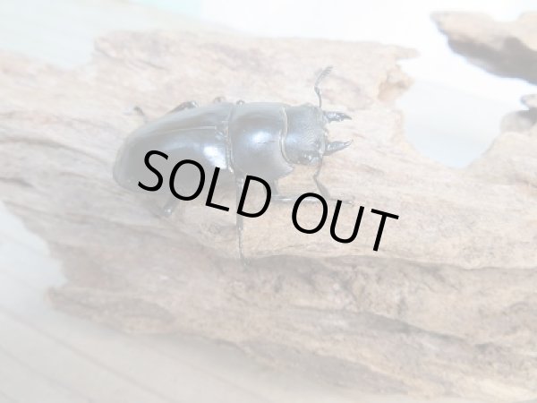 画像4: 新成虫☆F2☆フォルスターフタマタクワガタ(原名亜種)♂68ミリ♀40ミリペア販売!! (4)