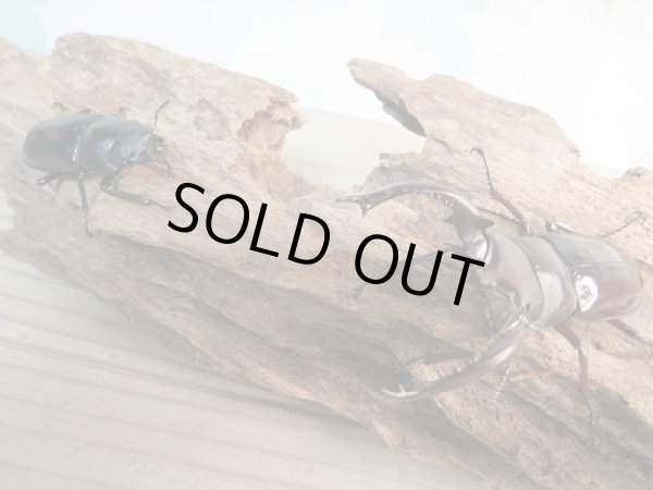 画像5: 新成虫☆F2☆フォルスターフタマタクワガタ(原名亜種)♂68ミリ♀40ミリペア販売!! (5)