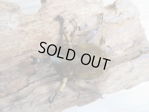 画像2: ☆新成虫☆ベルティペスエボシヒナカブト(コフキカブト)♂36.5ミリ♀フリーサイズペア販売!! (2)