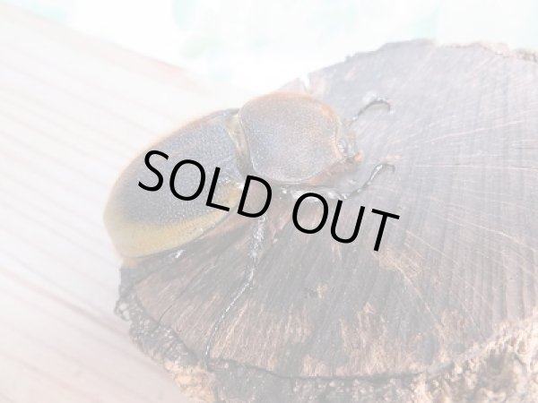 画像4: ☆稀少新成虫☆D.H.モリシマイ♂120ミリ♀60ミリペア販売!! (4)