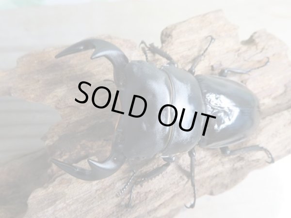 画像2: ☆新成虫☆中国アンタエウスオオクワガタ（大遥山産）♂72ミリ♀44ミリペア販売！！ (2)