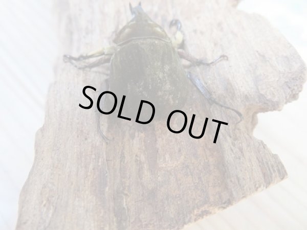 画像3: ☆新成虫☆ベルティペスエボシヒナカブト(コフキカブト)♂-A´35ミリ♀フリーサイズペア販売!! (3)