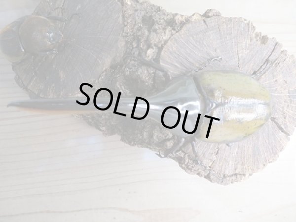 画像2: ☆稀少新成虫☆D.H.モリシマイ♂120ミリ♀60ミリペア販売!! (2)