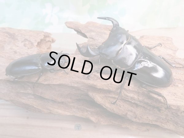 画像5: ☆新成虫☆中国アンタエウスオオクワガタ（大遥山産）♂72ミリ♀44ミリペア販売！！ (5)