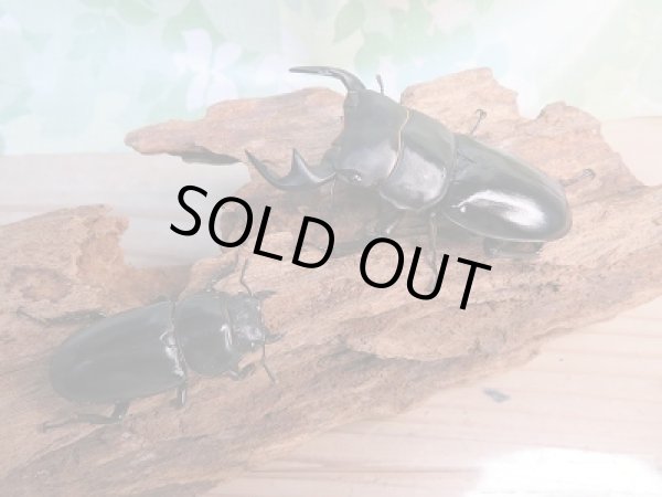 画像5: ☆新成虫☆中国アンタエウスオオクワガタ(大遥山産)♂70ミリ♀42ミリペア販売!! (5)