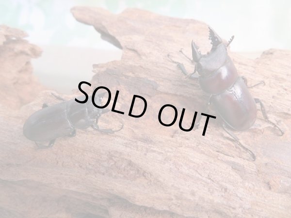 画像5: 新成虫☆F6☆パリーシカノコギリクワガタ♂♀フリーサイズペア販売!! (5)