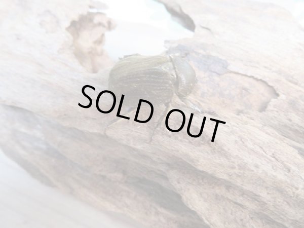 画像4: ☆新成虫☆ベルティペスエボシヒナカブト(コフキカブト)♂-A´35ミリ♀フリーサイズペア販売!! (4)