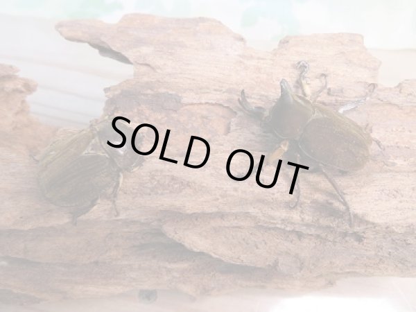 画像5: ☆新成虫☆ベルティペスエボシヒナカブト(コフキカブト)♂36.5ミリ♀フリーサイズペア販売!! (5)