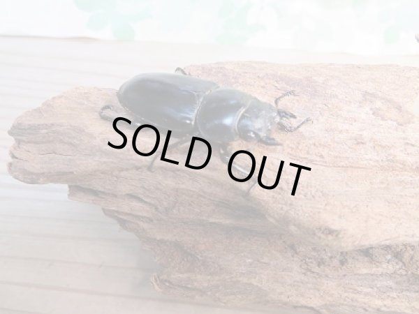 画像4: ☆新成虫☆中国アンタエウスオオクワガタ(大遥山産)♂70ミリ♀42ミリペア販売!! (4)