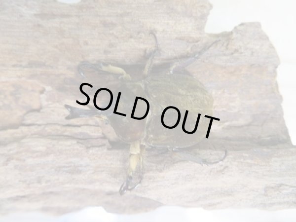 画像2: ☆新成虫☆ベルティペスエボシヒナカブト(コフキカブト)♂-A´35ミリ♀フリーサイズペア販売!! (2)