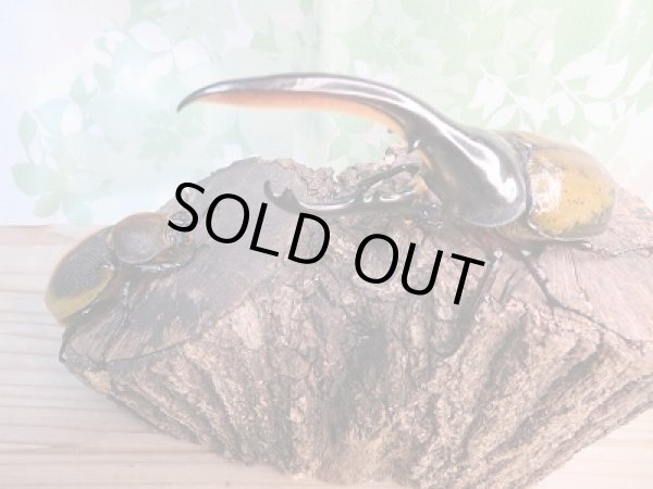 画像5: ☆稀少新成虫☆D.H.モリシマイ♂120ミリ♀60ミリペア販売!! (5)