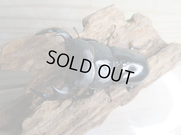 画像2: ☆新成虫☆中国アンタエウスオオクワガタ(大遥山産)♂70ミリ♀42ミリペア販売!! (2)