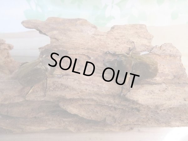 画像5: ☆新成虫☆ベルティペスエボシヒナカブト(コフキカブト)♂-A´35ミリ♀フリーサイズペア販売!! (5)