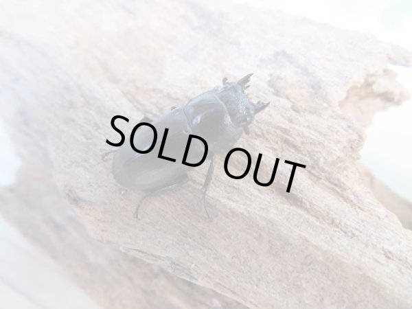 画像4: 新成虫☆F6☆パリーシカノコギリクワガタ♂♀フリーサイズペア販売!! (4)