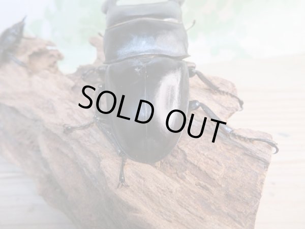 画像3: 新成虫☆アチェ産☆スマトラオオヒラタクワガタ♂90ミリ♀45.5ミリ別血統ペア販売!! (3)