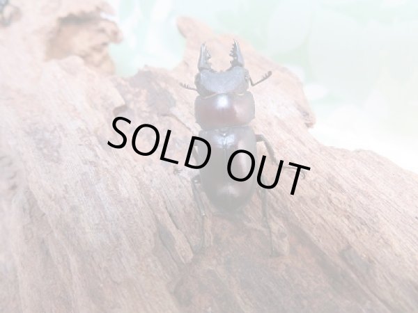 画像3: 新成虫☆F6☆パリーシカノコギリクワガタ♂♀フリーサイズペア販売!! (3)