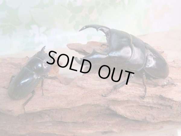 画像5: 新成虫☆アチェ産☆スマトラオオヒラタクワガタ♂90ミリ♀45.5ミリ別血統ペア販売!! (5)