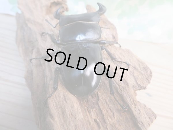 画像3: ☆新成虫☆中国アンタエウスオオクワガタ（大遥山産）♂72ミリ♀44ミリペア販売！！ (3)