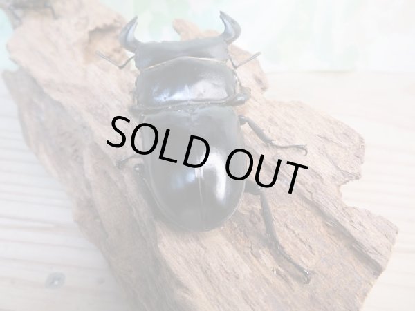 画像3: ☆新成虫☆中国アンタエウスオオクワガタ(大遥山産)♂70ミリ♀42ミリペア販売!! (3)