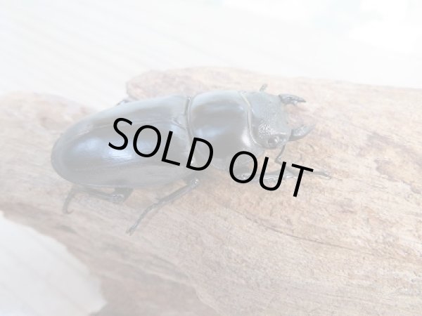 画像4: ☆新成虫☆中国アンタエウスオオクワガタ（大遥山産）♂72ミリ♀44ミリペア販売！！ (4)