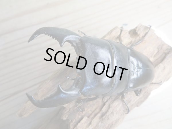 画像2: 新成虫☆アチェ産☆スマトラオオヒラタクワガタ♂90ミリ♀45.5ミリ別血統ペア販売!! (2)