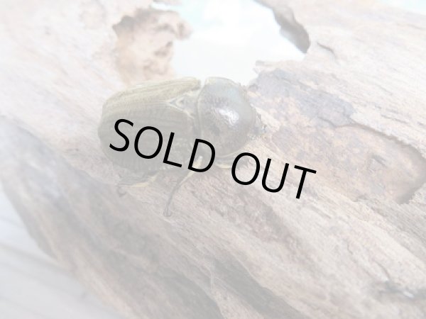 画像4: ☆新成虫☆ベルティペスエボシヒナカブト(コフキカブト)♂36.5ミリ♀フリーサイズペア販売!! (4)