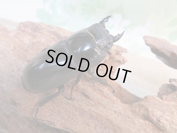 画像4: 新成虫☆アチェ産☆スマトラオオヒラタクワガタ♂90ミリ♀45.5ミリ別血統ペア販売!! (4)