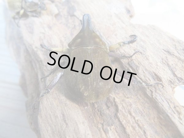 画像3: ☆新成虫☆ベルティペスエボシヒナカブト(コフキカブト)♂36.5ミリ♀フリーサイズペア販売!! (3)