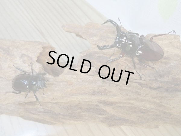 画像5: 新成虫☆別血統WF1☆オーベルチュールクロツヤシカクワガタ♂50ミリ♀フリーサイズペア期間限定販売！！ (5)