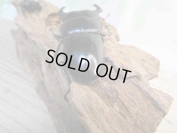 画像3: 新成虫☆F3☆アンタエウスオオクワガタ(雲南省産)♂79ミリ♀45ミリペア販売!! (3)