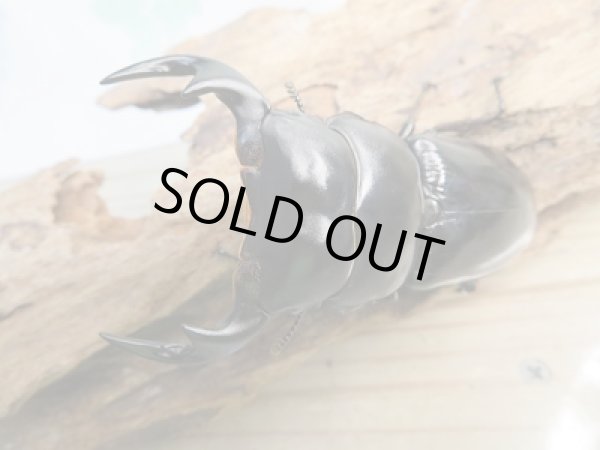 画像2: 新成虫☆F3☆アンタエウスオオクワガタ(雲南省産)♂79ミリ♀45ミリペア販売!! (2)