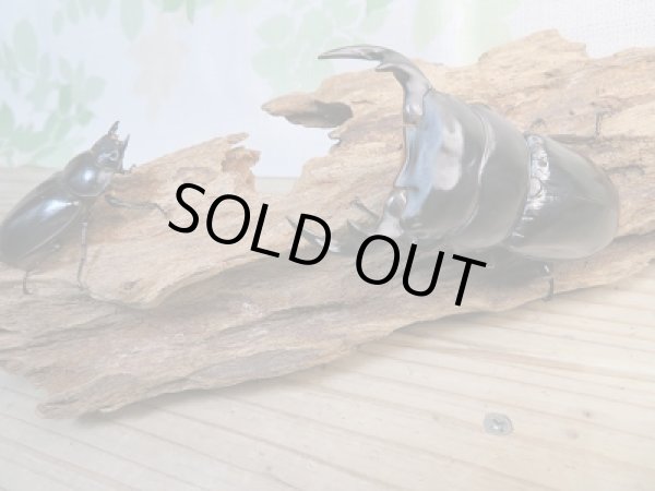 画像5: 新成虫☆F3☆アンタエウスオオクワガタ(雲南省産)♂79ミリ♀45ミリペア販売!! (5)