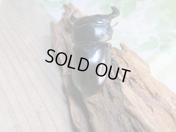 画像3: 新成虫☆F3☆アンタエウスオオクワガタ(雲南省産)♂79ミリ♀45ミリペア販売!! (3)