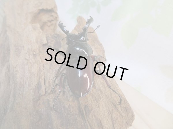 画像3: 新成虫☆別血統WF1☆オーベルチュールクロツヤシカクワガタ♂50ミリ♀フリーサイズペア期間限定販売！！ (3)