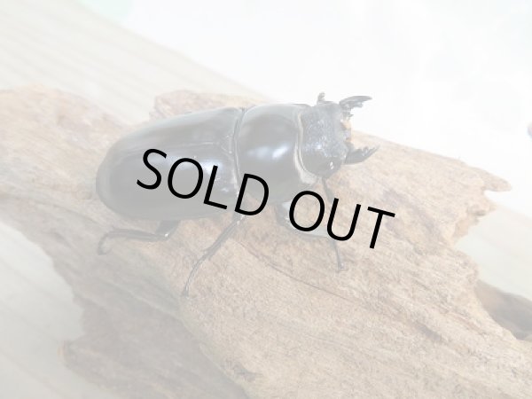 画像4: 新成虫☆F3☆アンタエウスオオクワガタ(雲南省産)♂79ミリ♀45ミリペア販売!! (4)