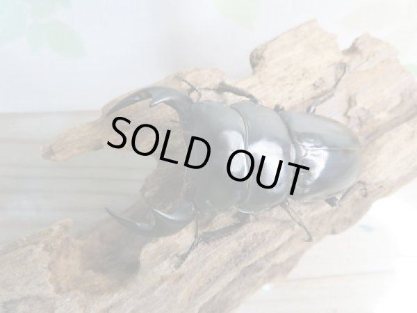 画像2: 新成虫☆F3☆アンタエウスオオクワガタ(雲南省産)♂79ミリ♀45ミリペア販売!! (2)