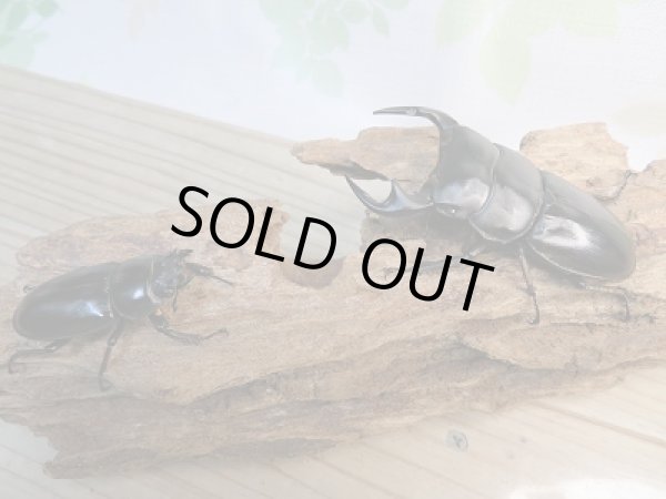 画像5: 新成虫☆F3☆アンタエウスオオクワガタ(雲南省産)♂79ミリ♀45ミリペア販売!! (5)