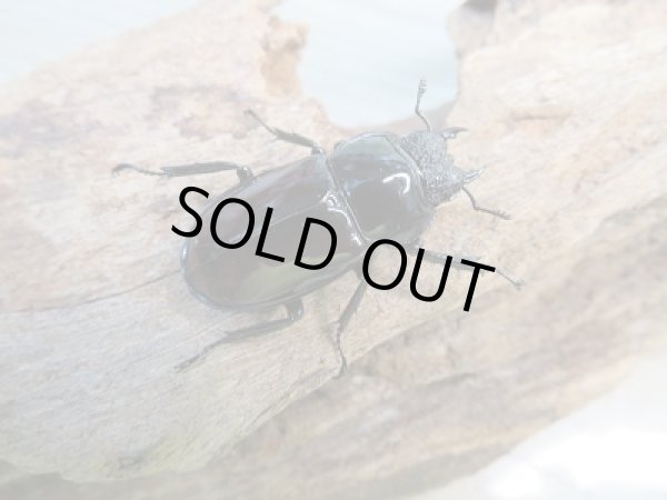 画像4: 新成虫☆別血統WF1☆オーベルチュールクロツヤシカクワガタ♂50ミリ♀フリーサイズペア期間限定販売！！ (4)