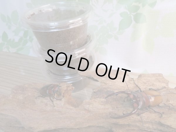 画像2: アスタコイデスノコギリクワガタ(亜種カルベイ)初二令幼虫3頭セット販売!! (2)