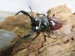 画像2: 新成虫☆別血統WF1☆オーベルチュールクロツヤシカクワガタ♂50ミリ♀フリーサイズペア期間限定販売！！ (2)