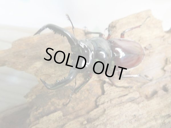 画像2: 新成虫☆別血統WF1☆オーベルチュールクロツヤシカクワガタ♂50ミリ♀フリーサイズペア期間限定販売！！ (2)